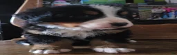 Bernese Mountain Dog dogs for sale: Bernese Mountain Dog Puppy 4 - Ad 8