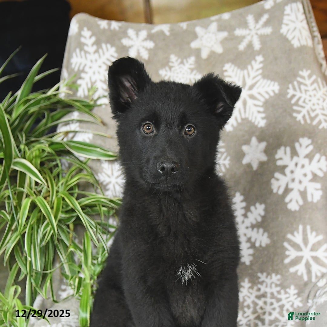 German Shepherd dogs for sale: Penny - Ad 2