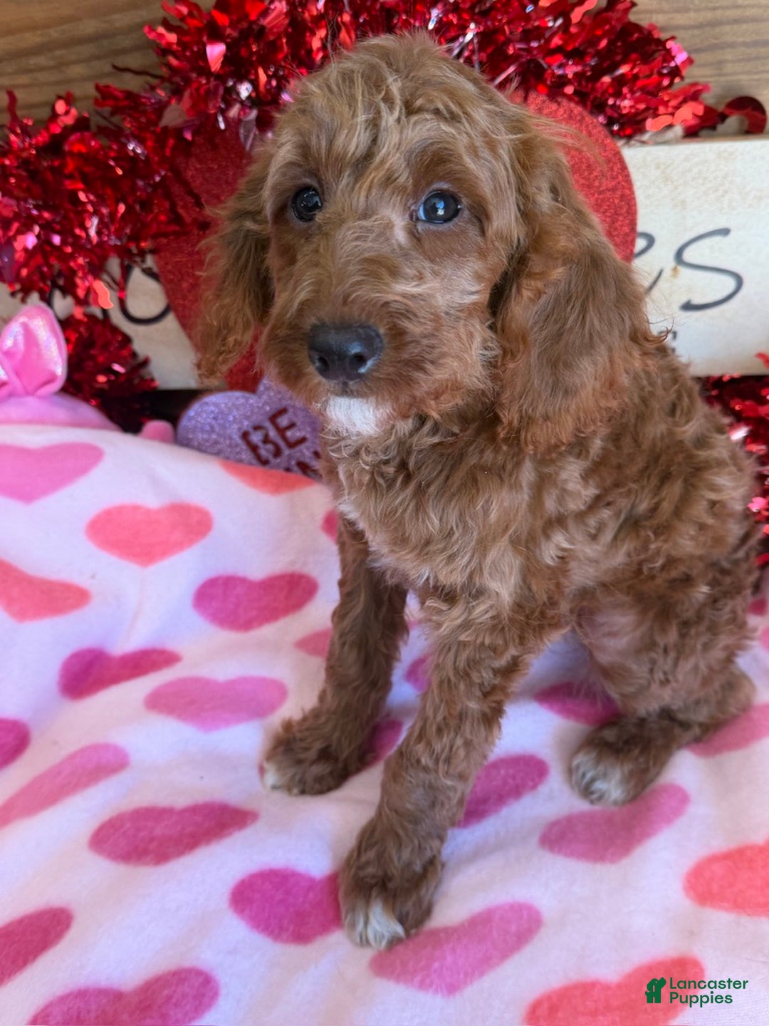 Mini Goldendoodle dogs for sale: Josie - Ad 2