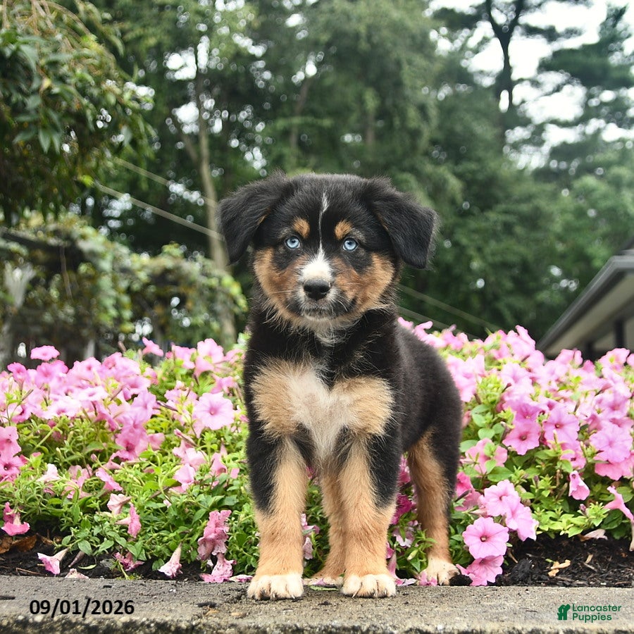Australian Shepherd dogs Dolly  - Ad 2