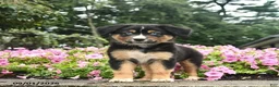 Australian Shepherd dogs for sale: Dolly  - Ad 2