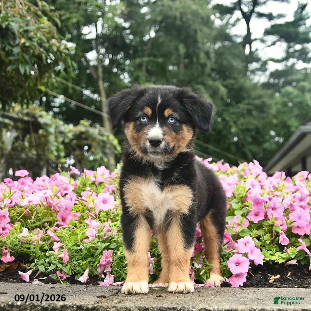 Australian Shepherd dogs for sale: Dolly  - Ad 2