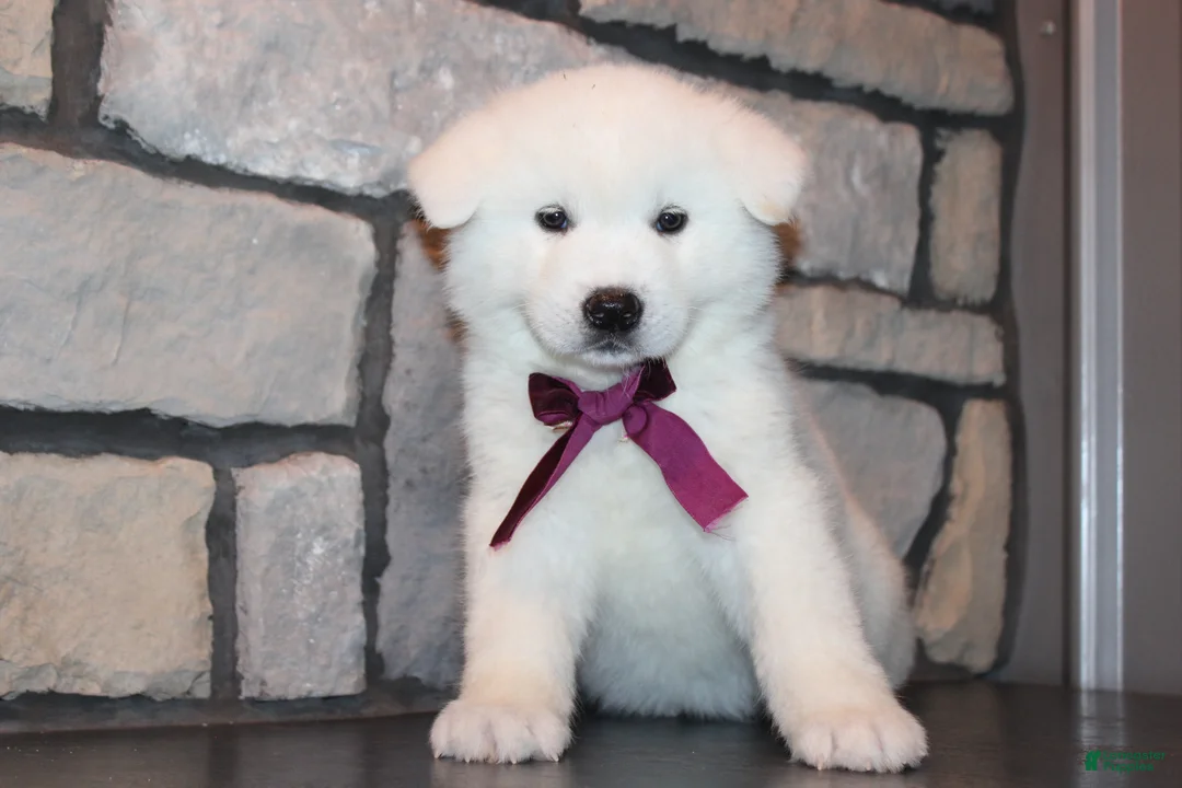 Akita dogs for sale: AKC Sadie - Ad 1