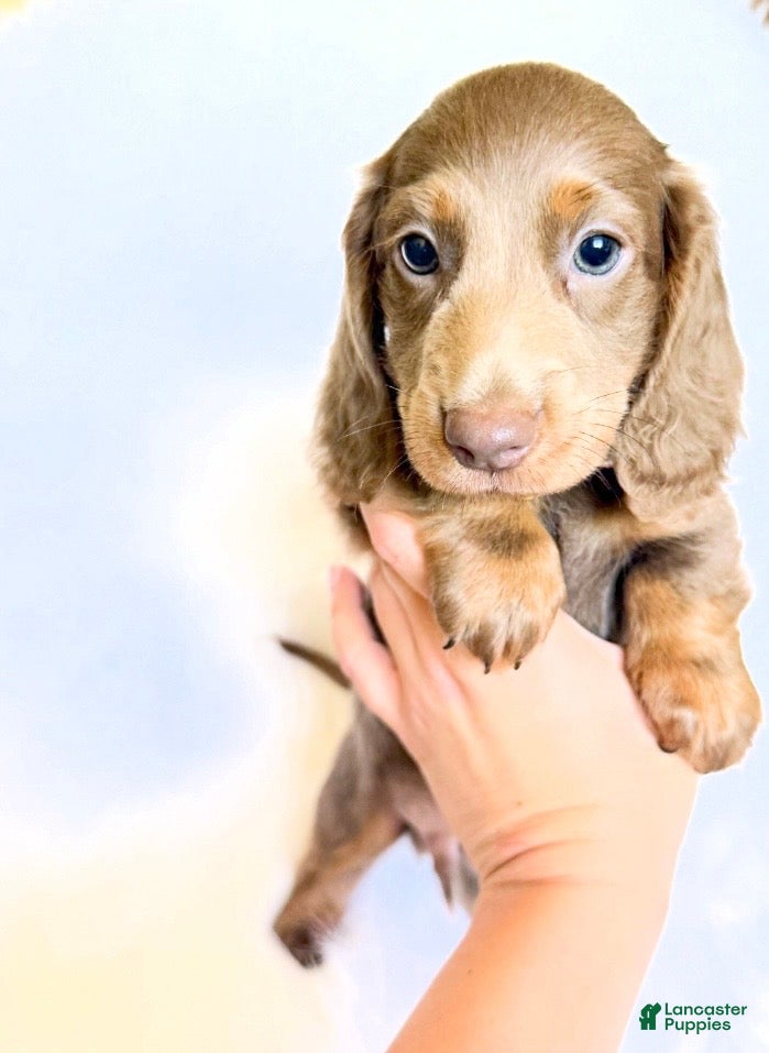 Miniature Dachshund dogs Scottie - Ad 21