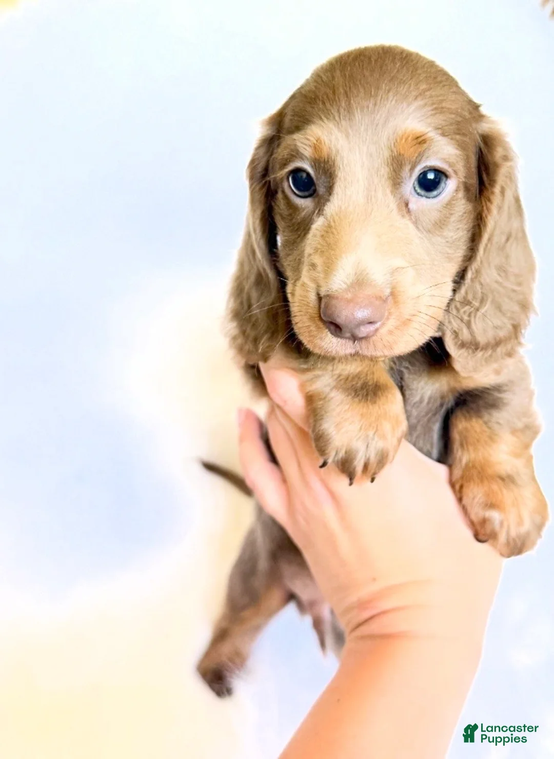 Miniature Dachshund dogs for sale: Scottie - Ad 1