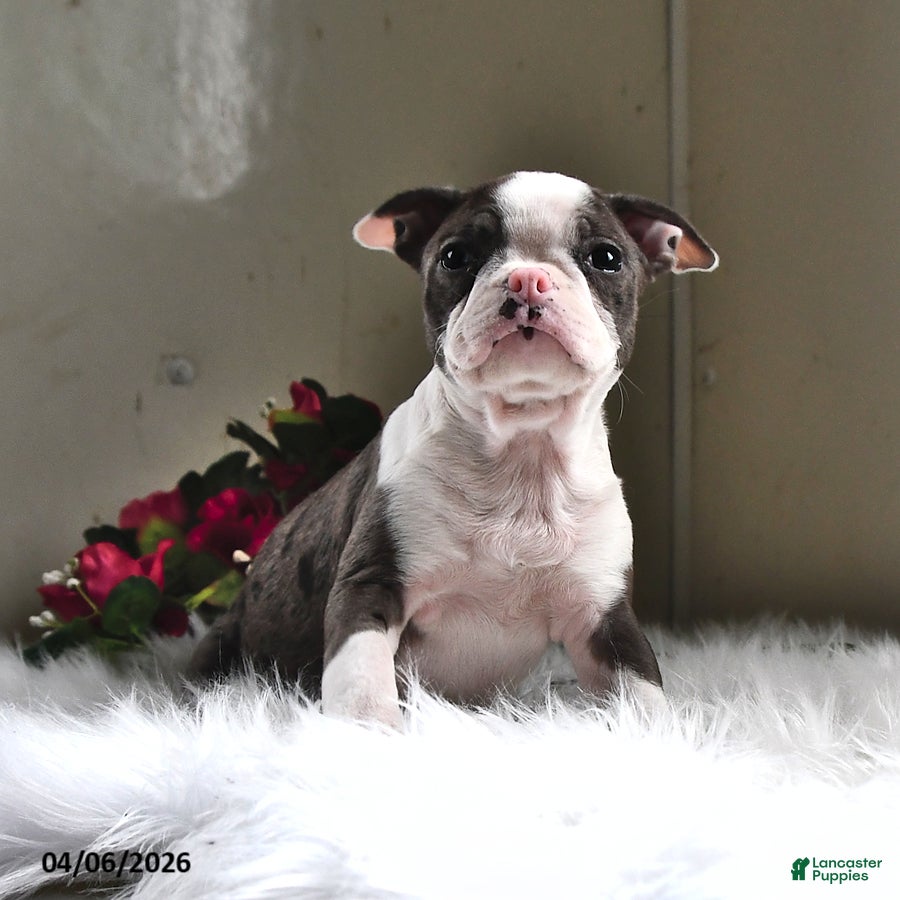 Boston Terrier dogs London - Ad 1