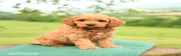 Mini Goldendoodle dogs for sale: Albert - Ad 3