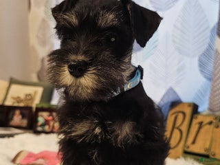 Miniature Schnauzer dogs - Ad 23
