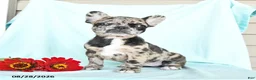French Bulldog dogs for sale: Lilac - Ad 4