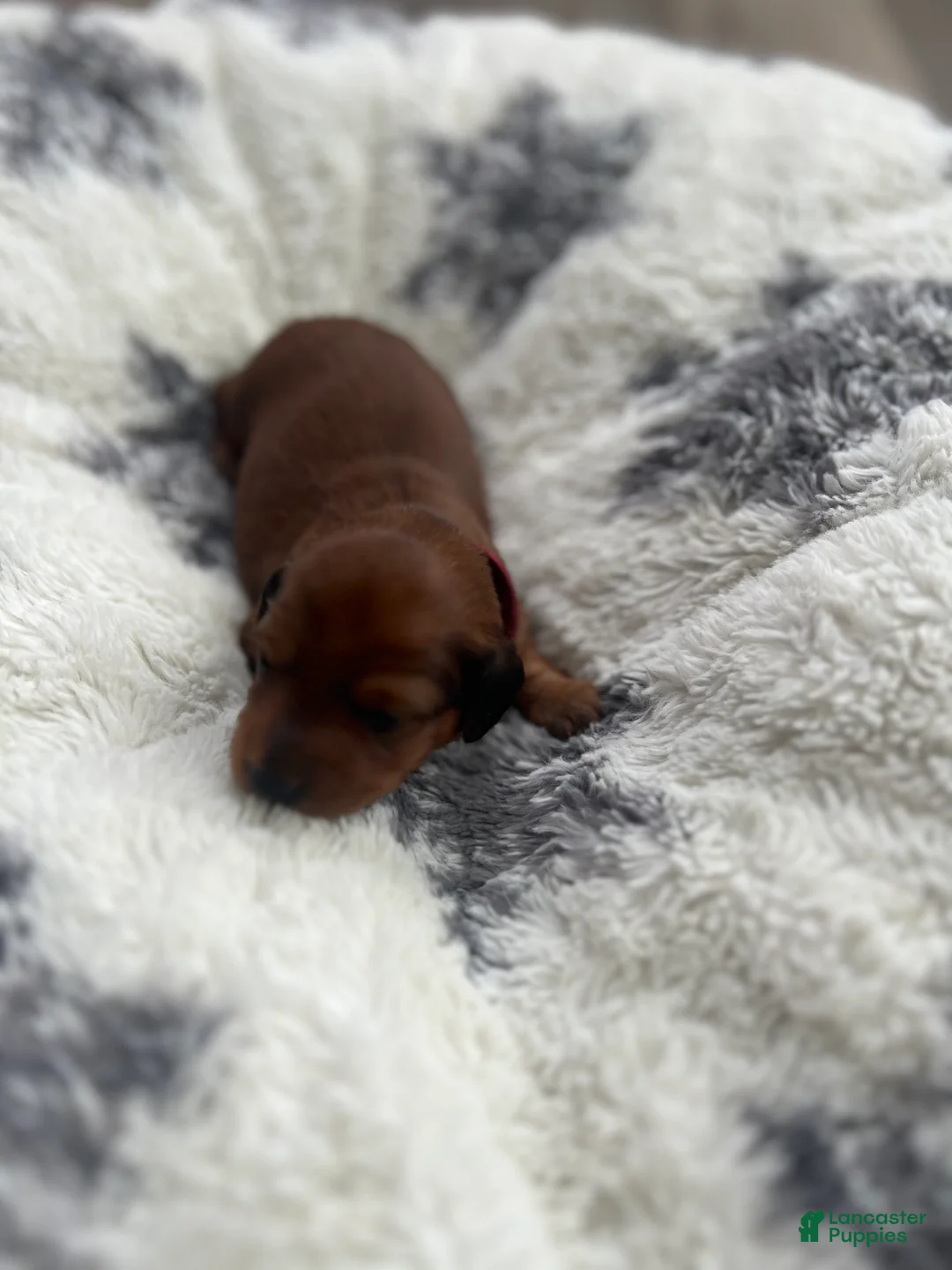 Miniature Dachshund dogs for sale: Cookie - Ad 18