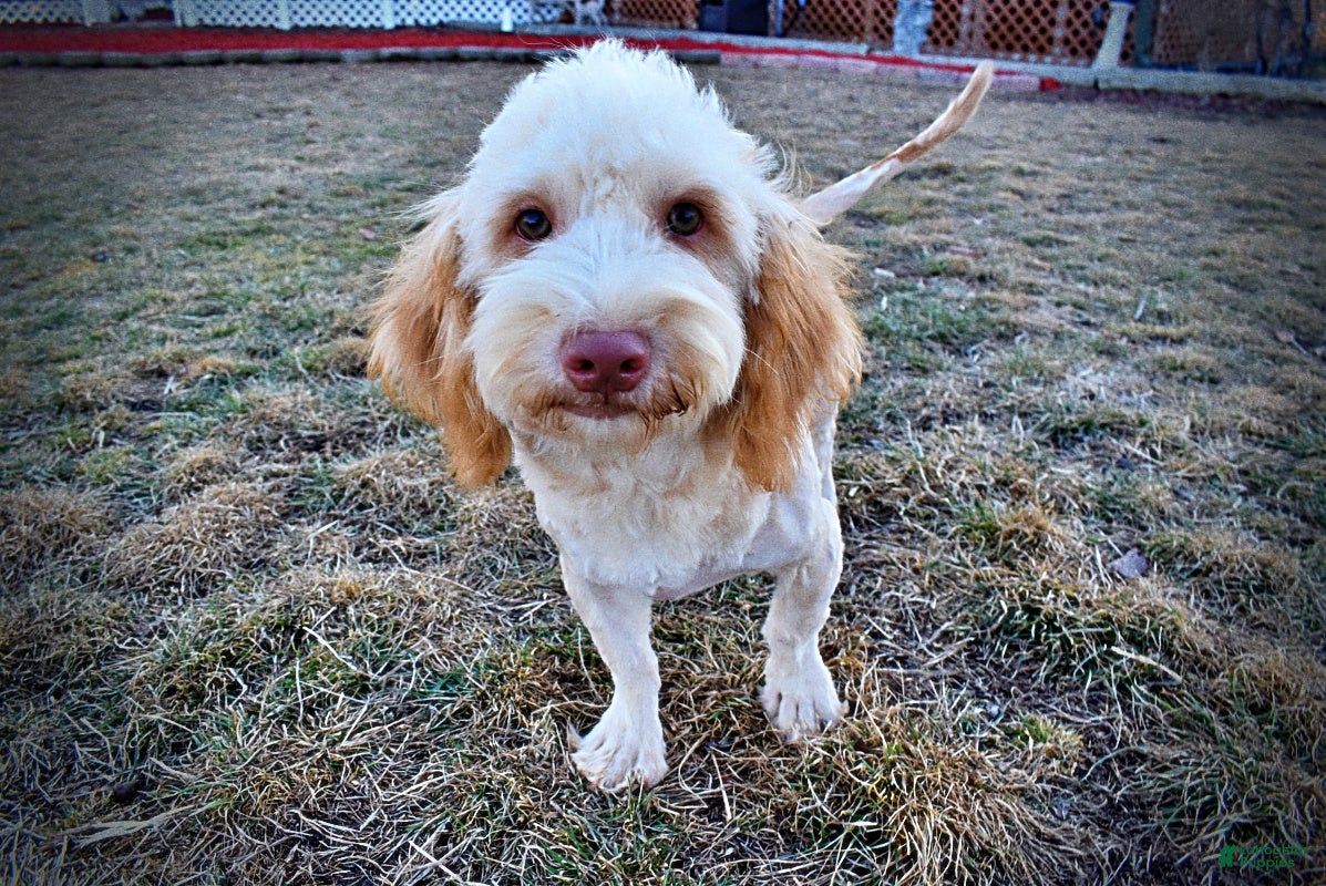 Havapoo dogs Ranger - Ad 1