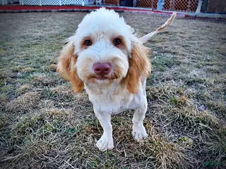 Havapoo dogs Ranger - Ad 1