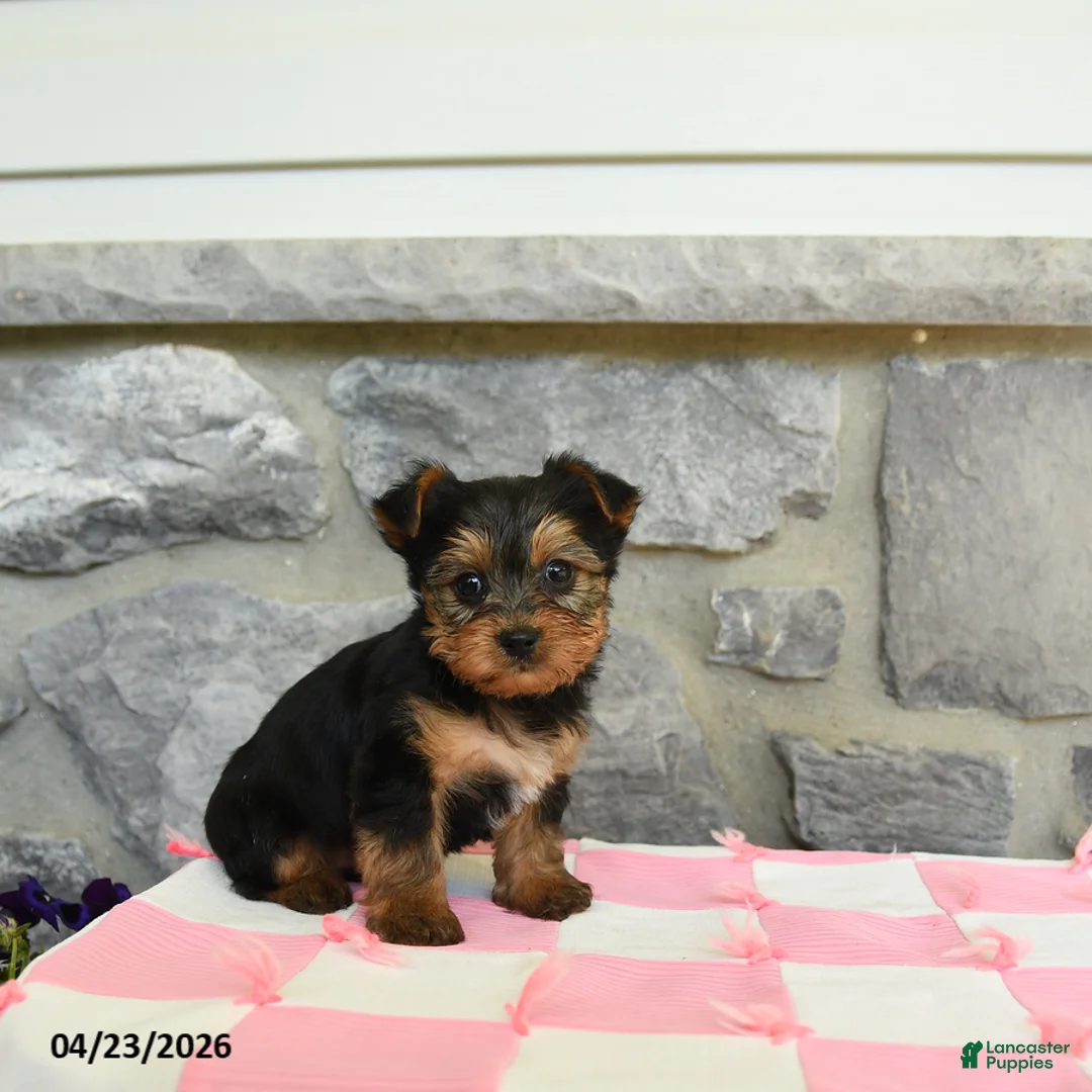 Yorkshire Terrier dogs for sale: Tar - Ad 3