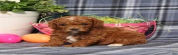Miniature Poodle dogs for sale: Landon - Ad 1