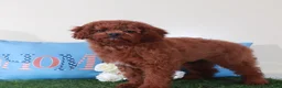 Mini Goldendoodle dogs for sale: Roxanne-Sweet Female Mini Goldendoodle Puppy - Ad 1