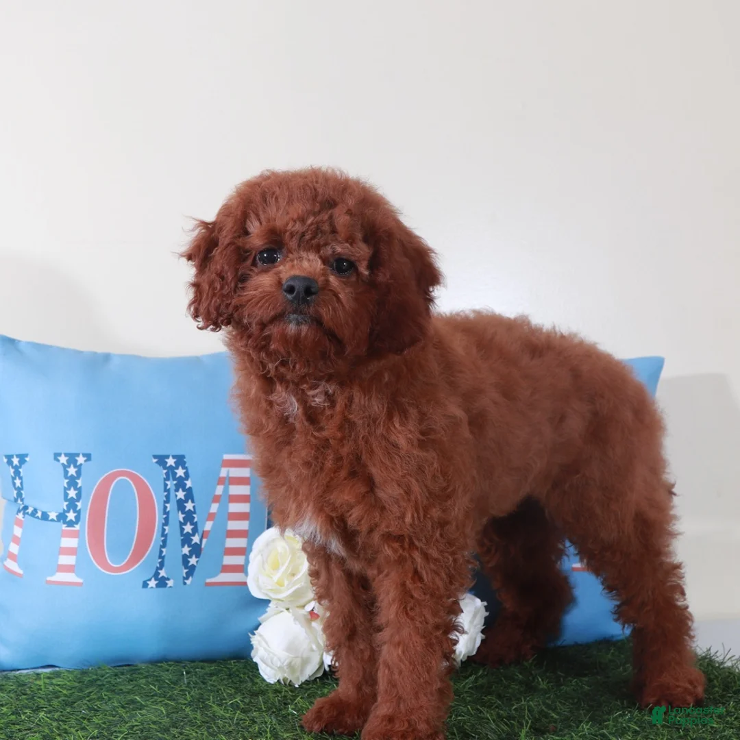 Mini Goldendoodle dogs for sale: Roxanne-Sweet Female Mini Goldendoodle Puppy - Ad 1