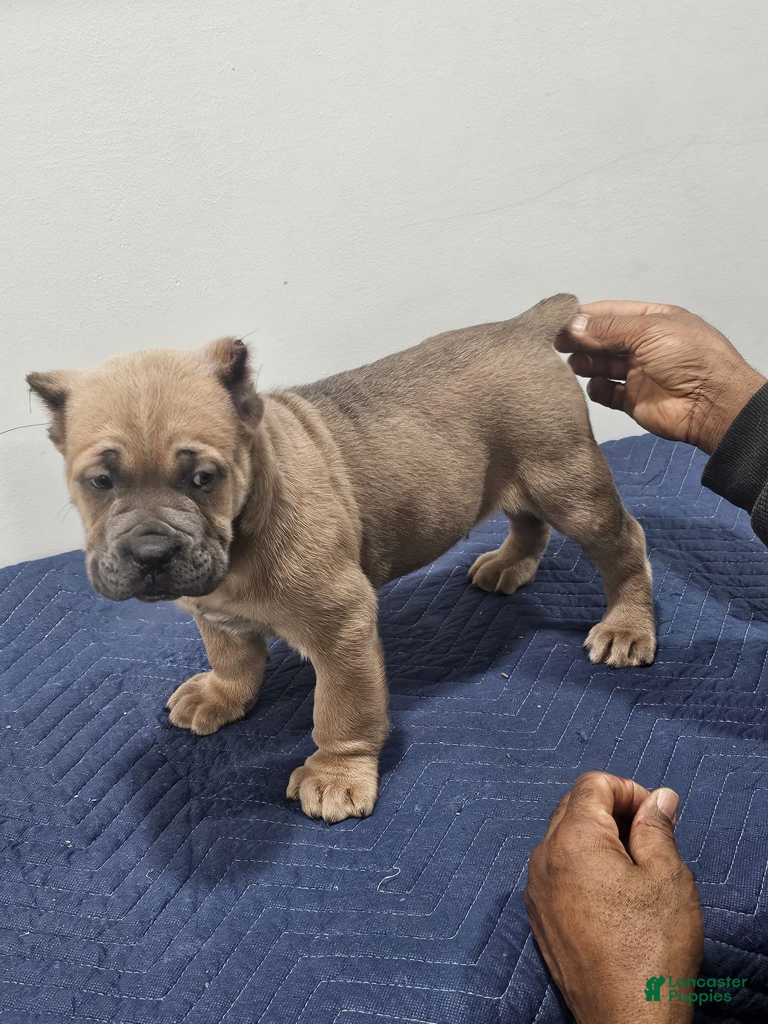 Cane Corso dogs for sale: DEXTA - Ad 6