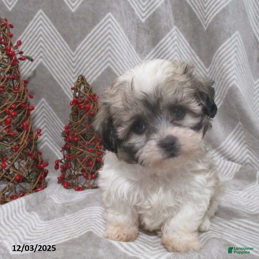 Teddy Bear dogs for sale: Iyla - Ad 4
