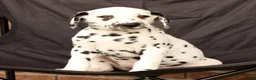Dalmatian dogs for sale: Hannah - Ad 7