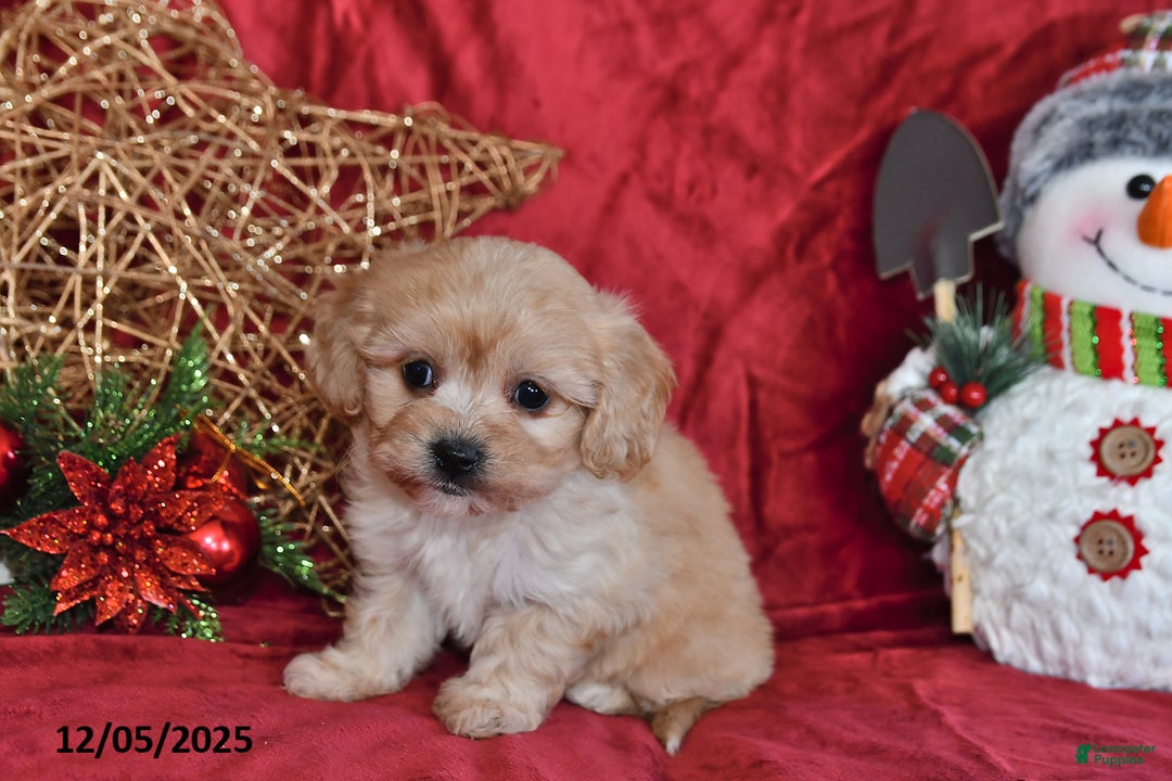 Cavachon dogs for sale: Charity - Ad 5