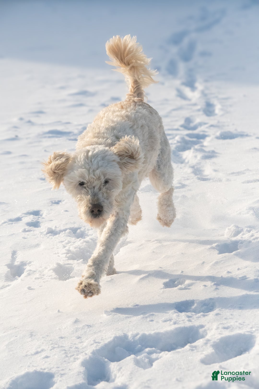 Goldendoodle dogs for sale: Willa - Ad 3