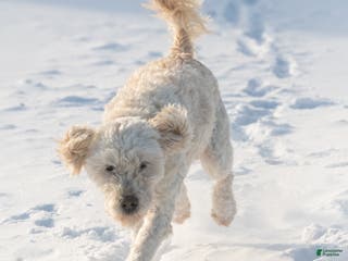 Goldendoodle dogs Willa - Ad 41