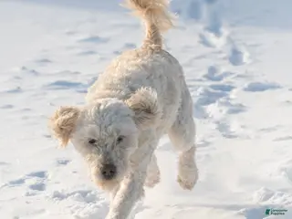 Goldendoodle dogs Willa - Ad 38