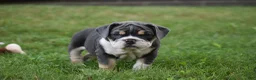 Beabull dogs for sale: Indy - Ad 3