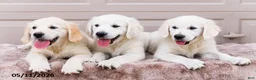Golden Retriever dogs for sale: Miles - Ad 14