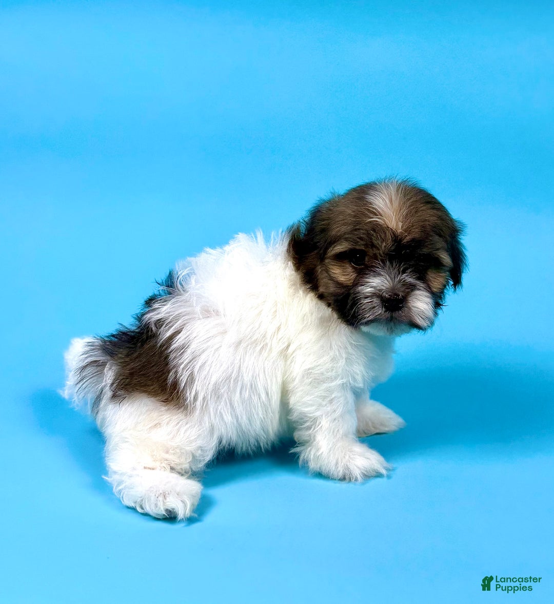Havanese dogs for sale: VANCE - Ad 3