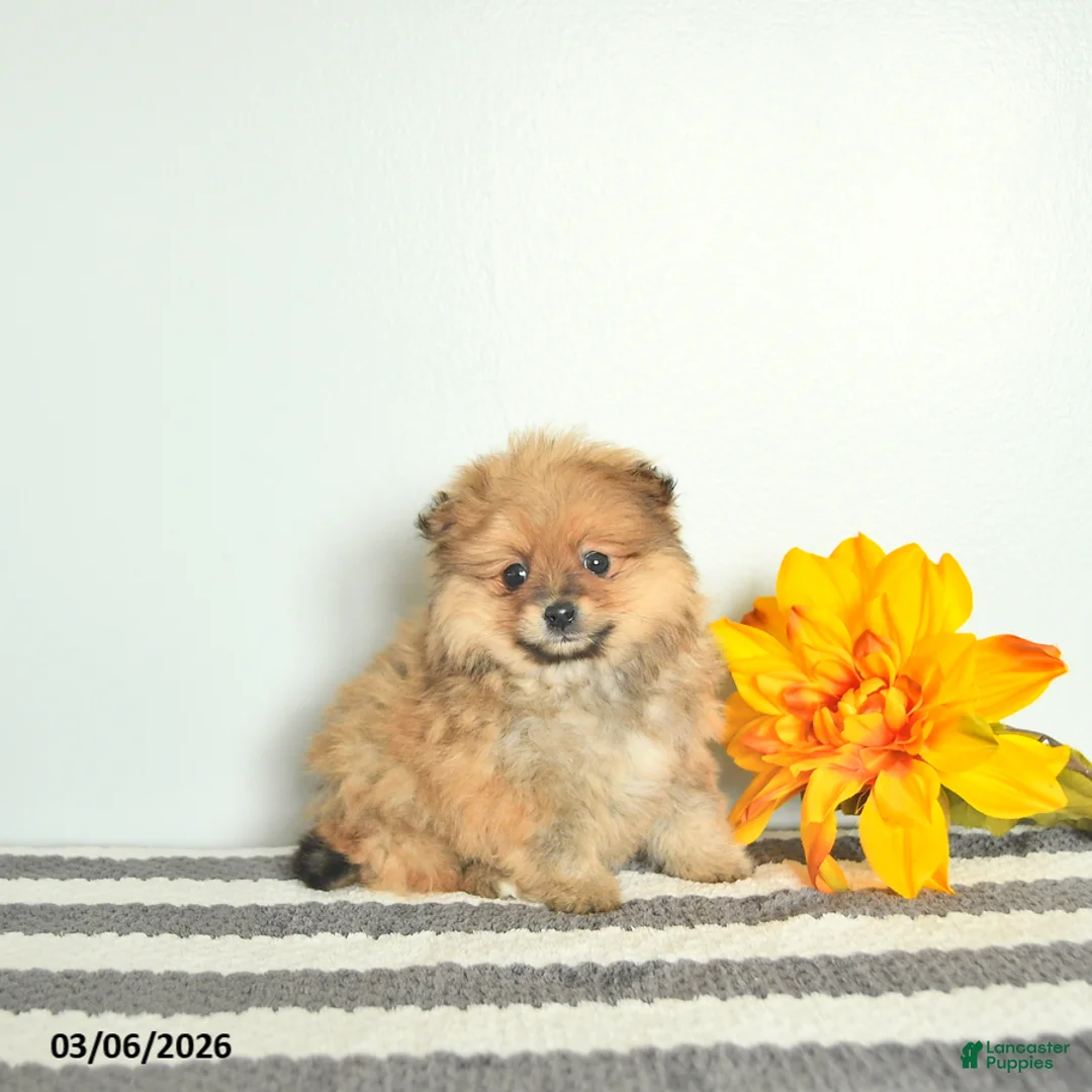 Pomeranian dogs for sale: Loki EXTRA SMALL - Ad 3