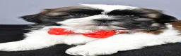 Shih Tzu dogs for sale: Max - Ad 4