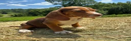 Beagle dogs for sale: Beagle 3 - Ad 4
