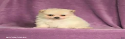 Pomeranian dogs for sale: Cindy - Ad 4