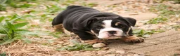 English Bulldog dogs for sale: Amelia - Ad 4