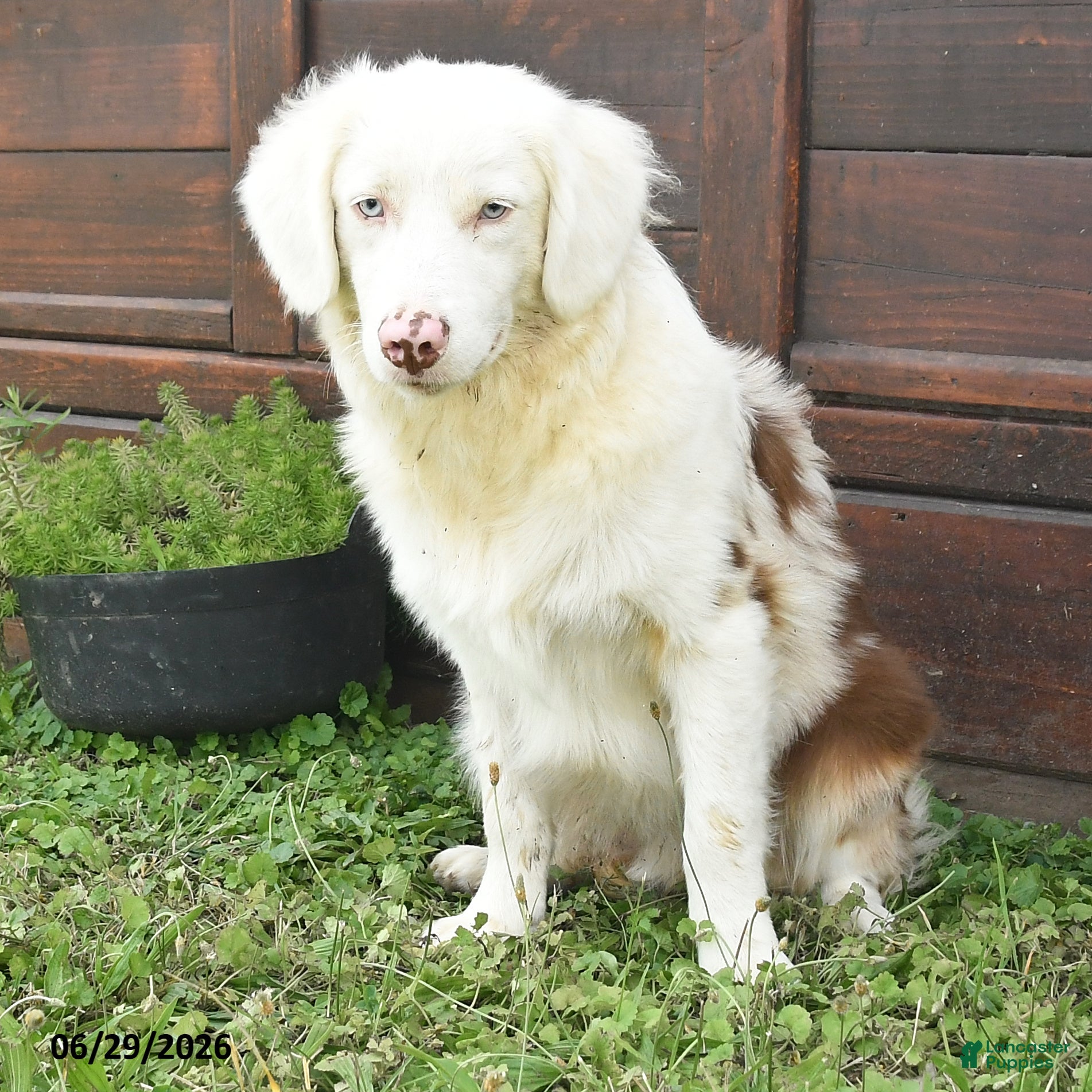 Australian Shepherd dogs Lewis - Ad 1