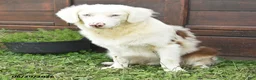 Australian Shepherd dogs for sale: Lewis - Ad 2