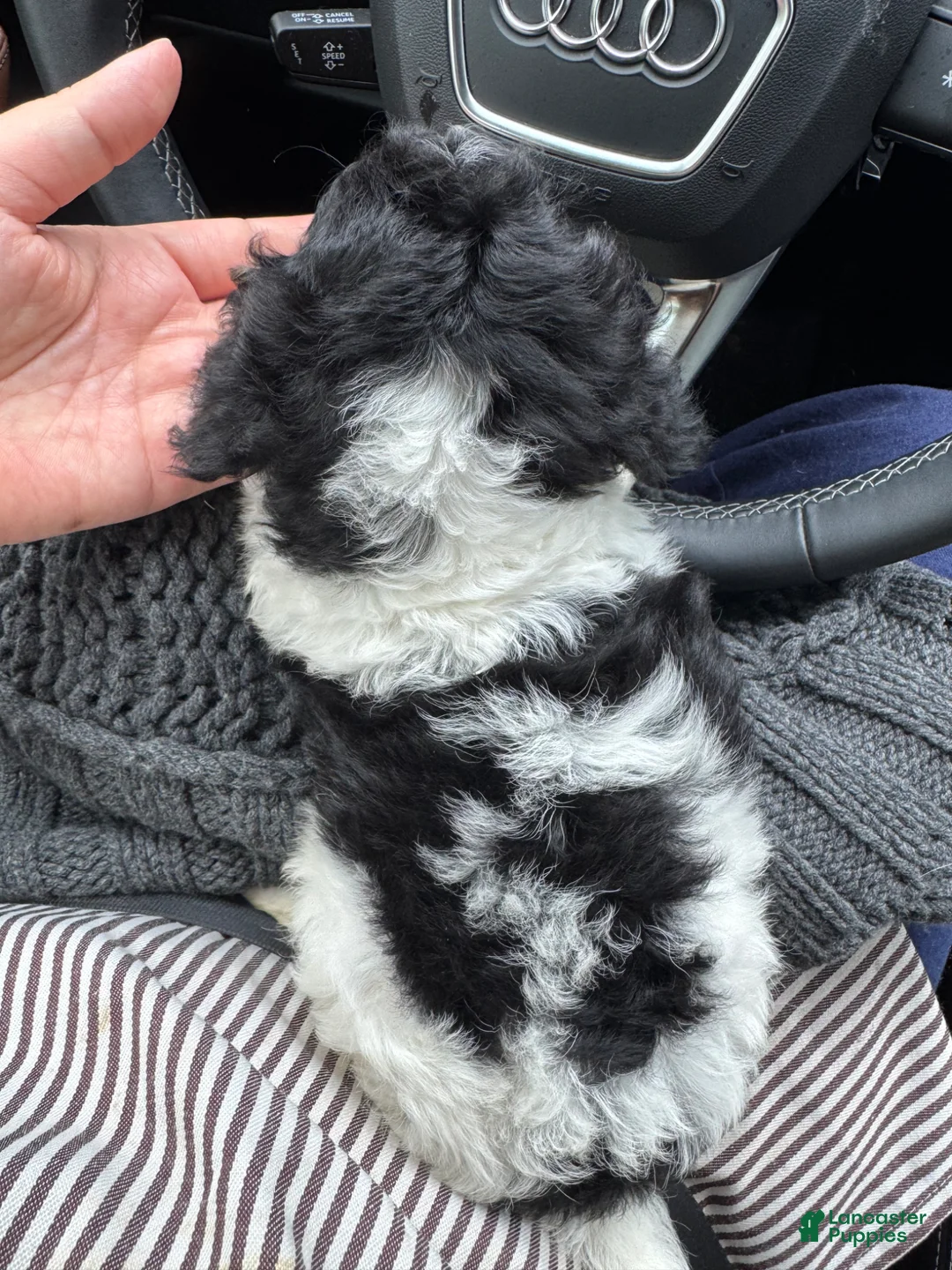 Cavapoo dogs for sale: Piper - Ad 6