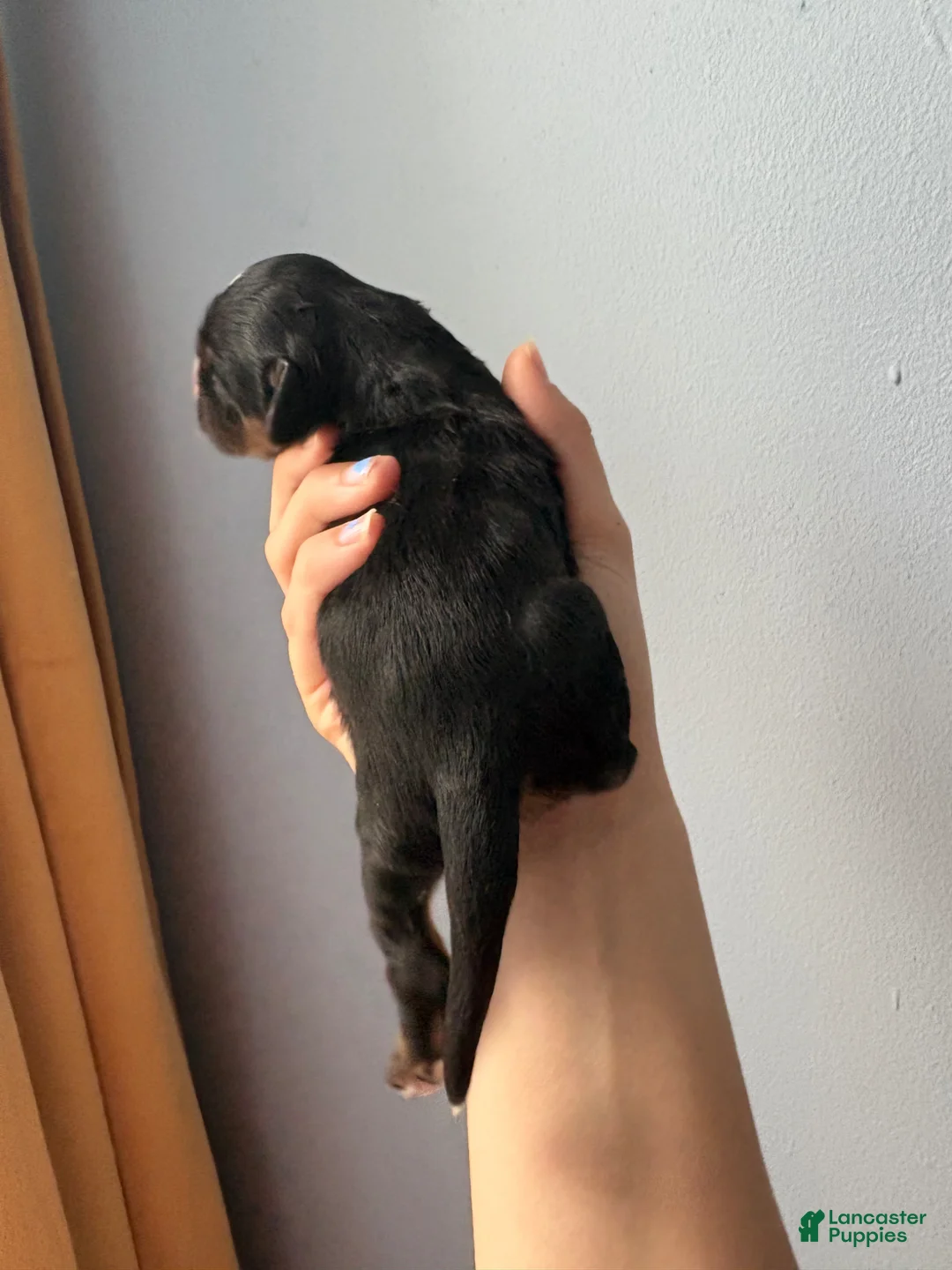 Cocker Spaniel dogs for sale: Rufus - Ad 2