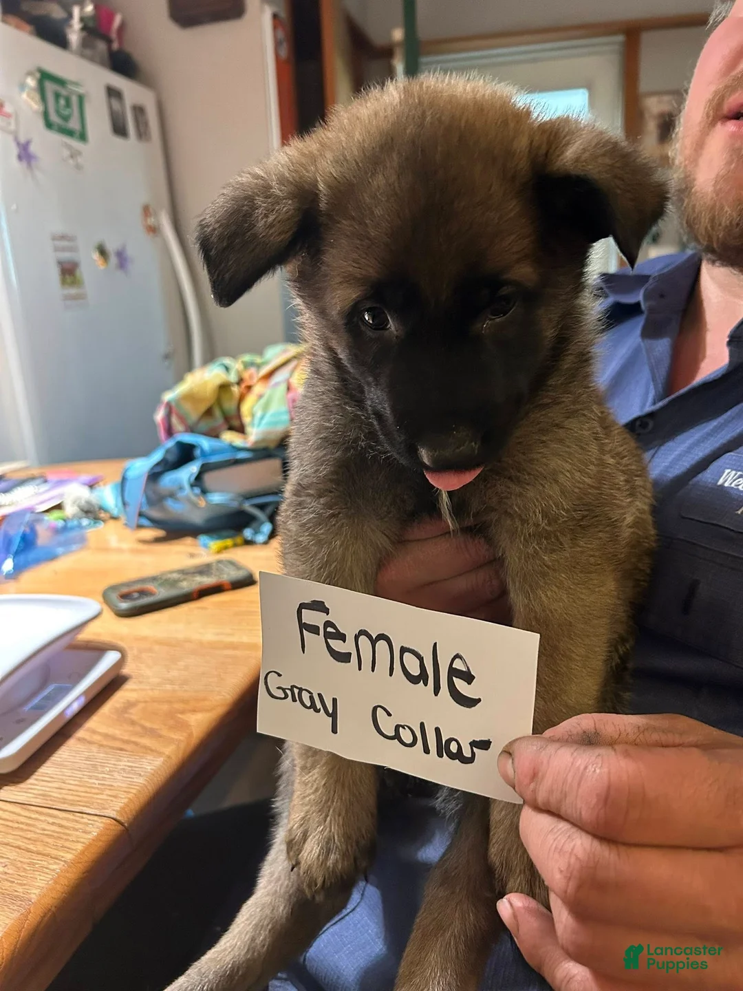 Mixed Breed dogs for sale: Mixed Breed Puppy 8 - Ad 1