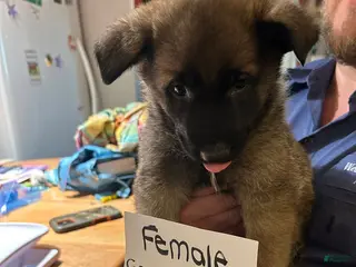 Mixed Breed dogs Mixed Breed Puppy 8 - Ad 39