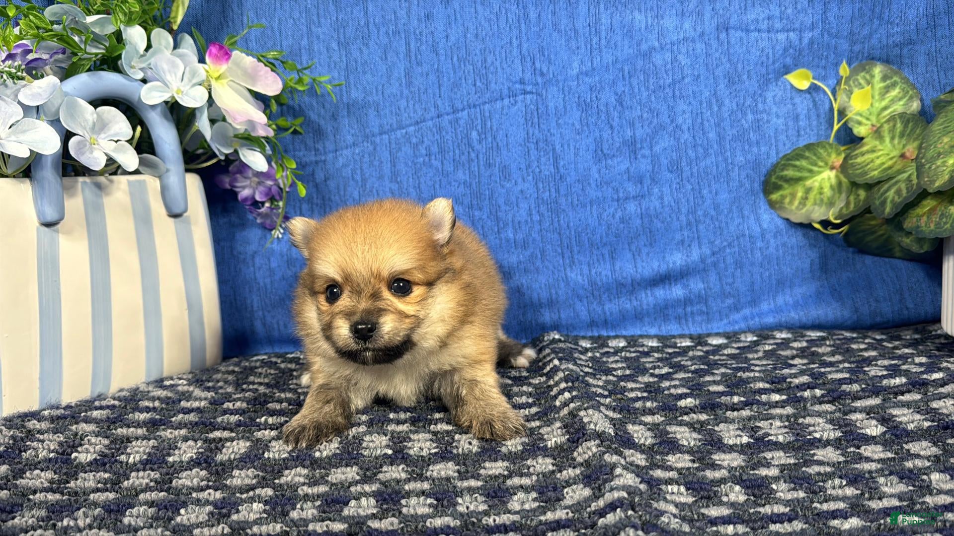 Pomeranian dogs Pomeranian 1 - Ad 21