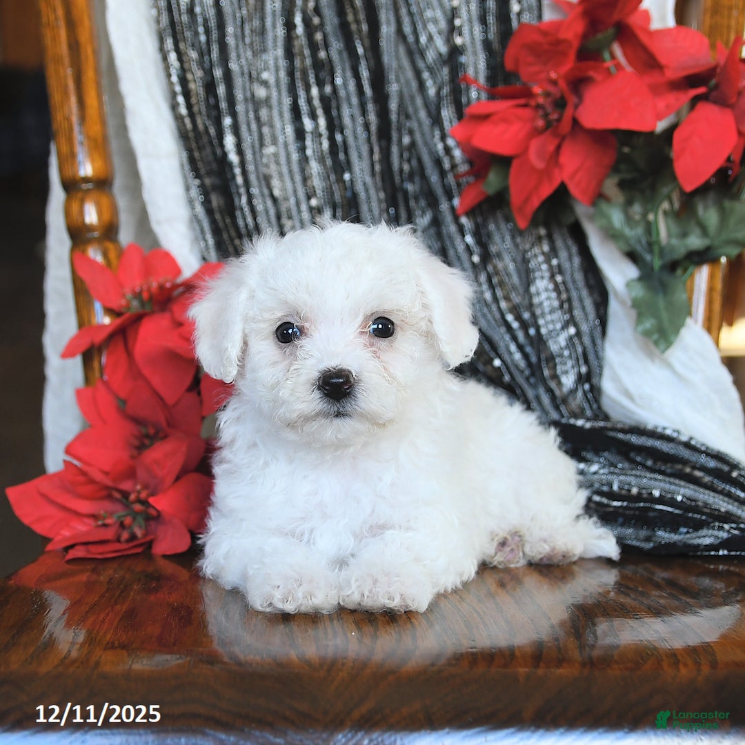 Bichon Frise dogs for sale: Daisy - Ad 2