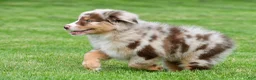 Australian Shepherd dogs for sale: Derek - Ad 7