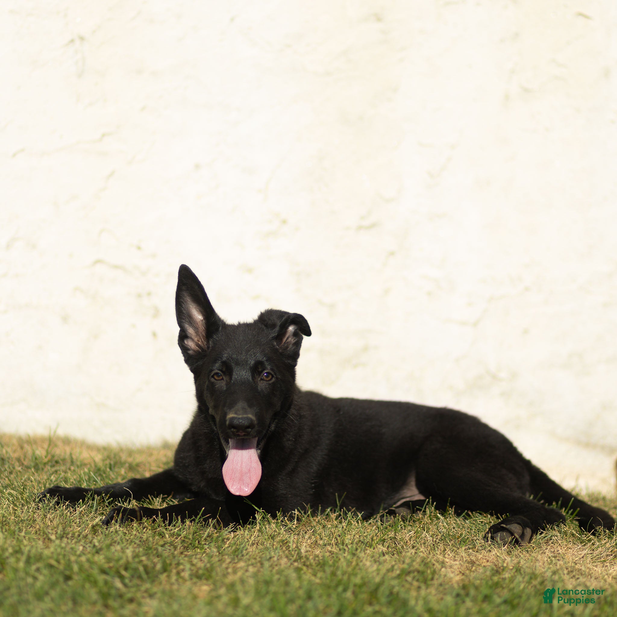 German Shepherd dogs Ford German Shepherd  - Ad 2