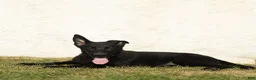 German Shepherd dogs for sale: Ford German Shepherd  - Ad 2