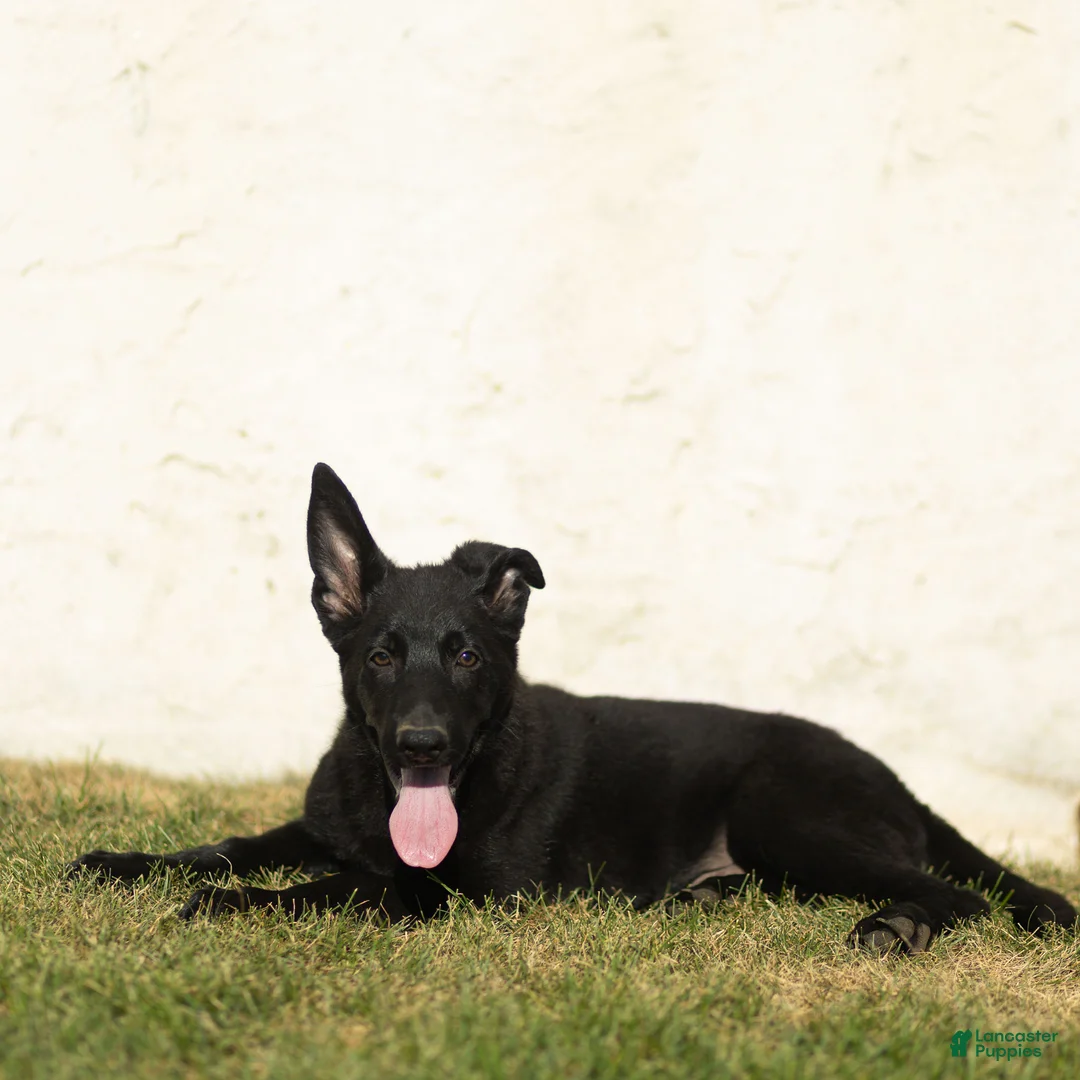 German Shepherd dogs for sale: Ford German Shepherd  - Ad 2