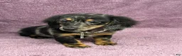 Miniature Dachshund dogs for sale: Alex - Ad 5