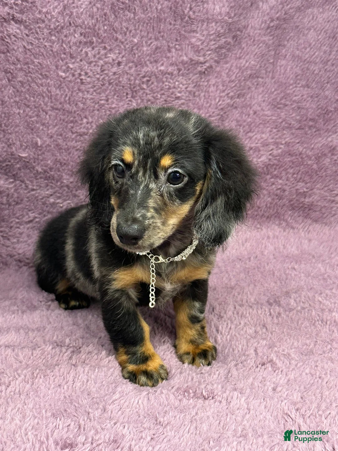 Miniature Dachshund dogs for sale: Alex - Ad 5