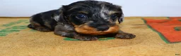 Miniature Dachshund dogs for sale: Two Face - Ad 19